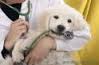 Vet Plus Dog and Cat Clinic Gujranwala Town Delhi
